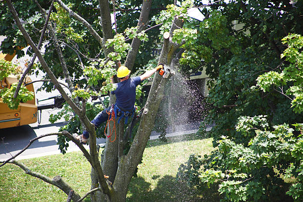 Fox River Grove, IL Tree Care Company